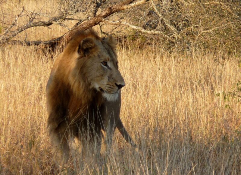 Führungskräfte Coaching mit Executive Coach Gudrun Happich