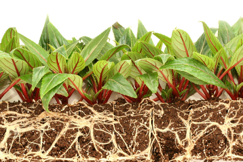 Wie Sie ein leistungsfähiges Team aufbauen