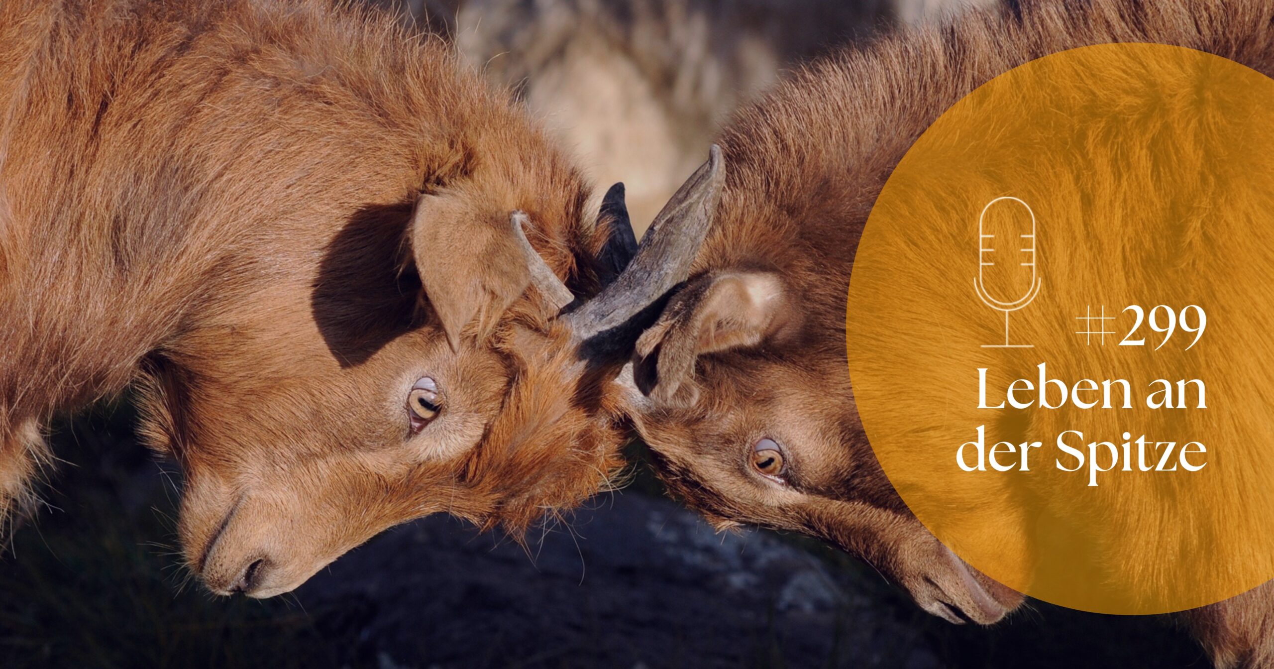 Konkurrenz vs. Kooperation