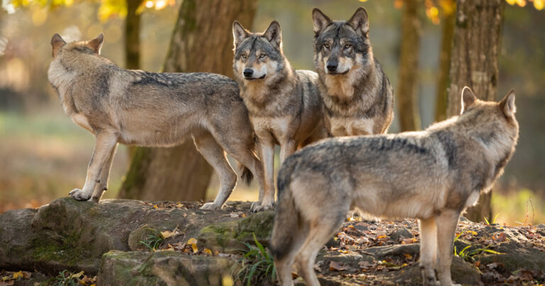 Wolfsrudel gute Führung