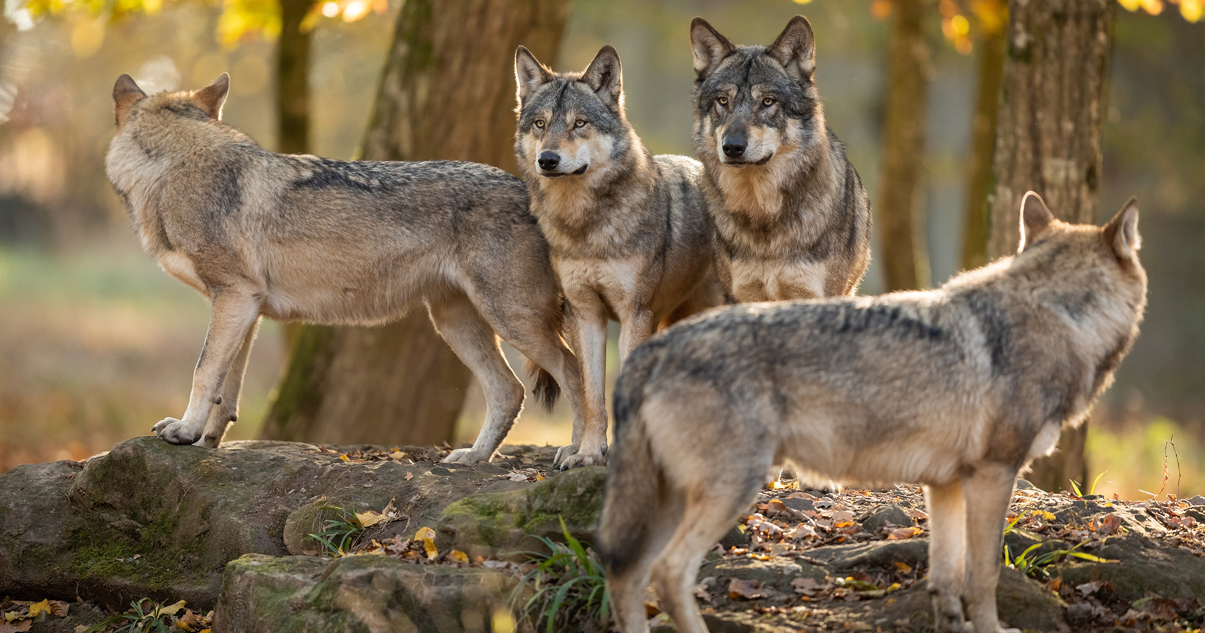 Wolfsrudel gute Führung
