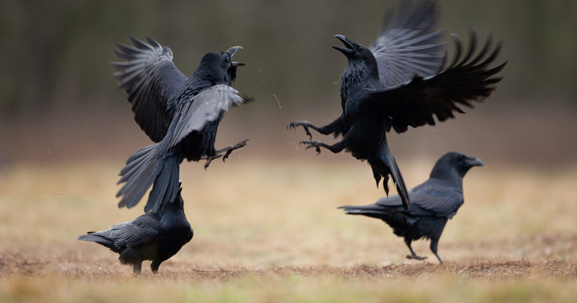 Kooperation vs Konkurrenz