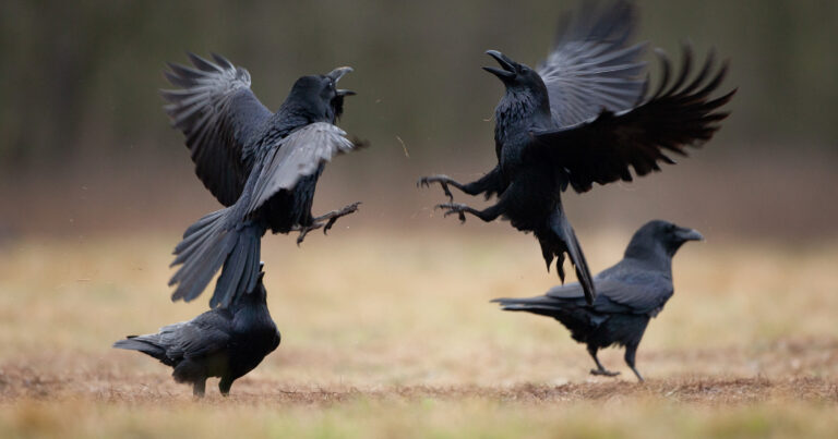 Kooperation vs Konkurrenz