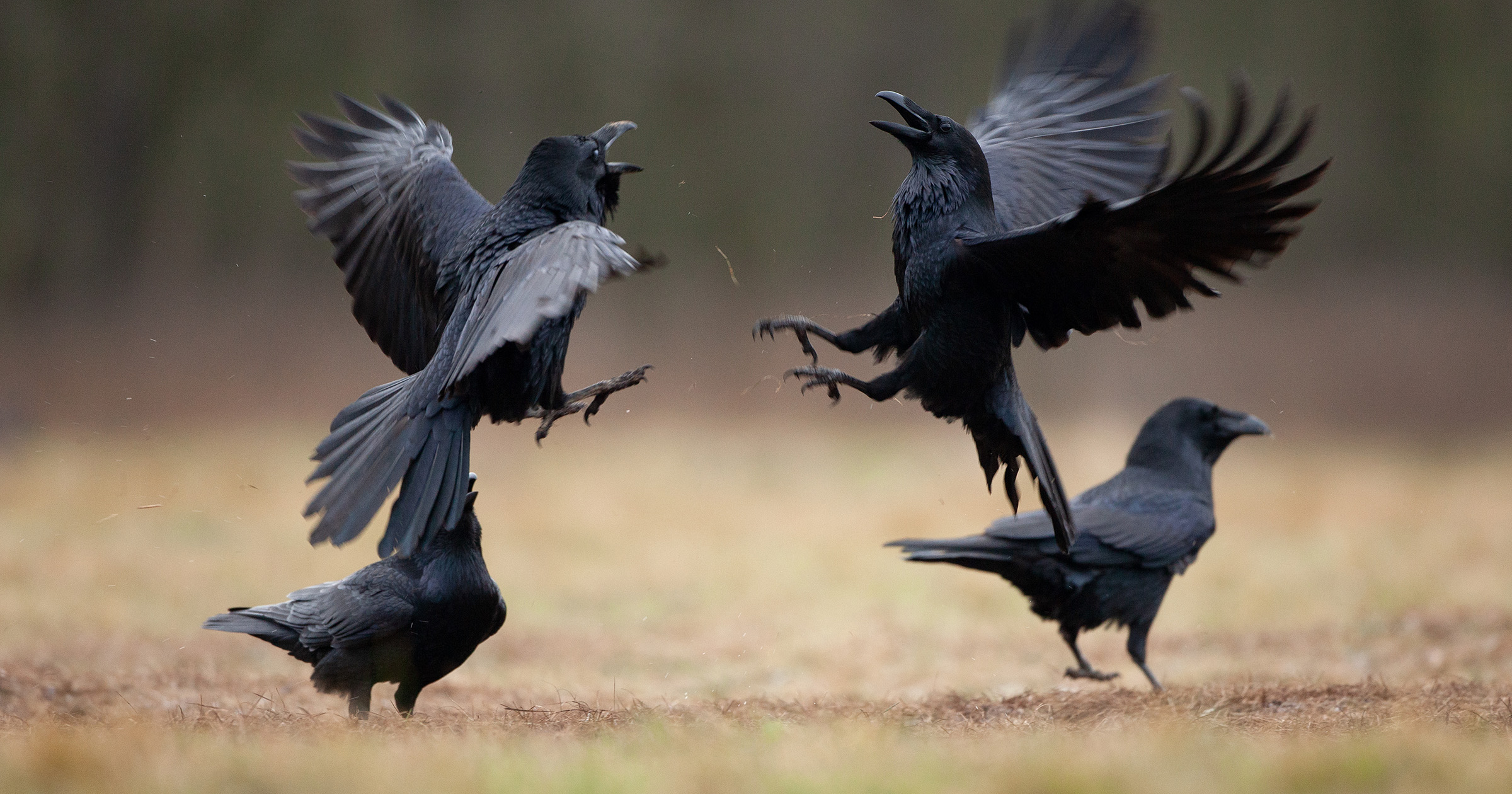 Kooperation vs Konkurrenz