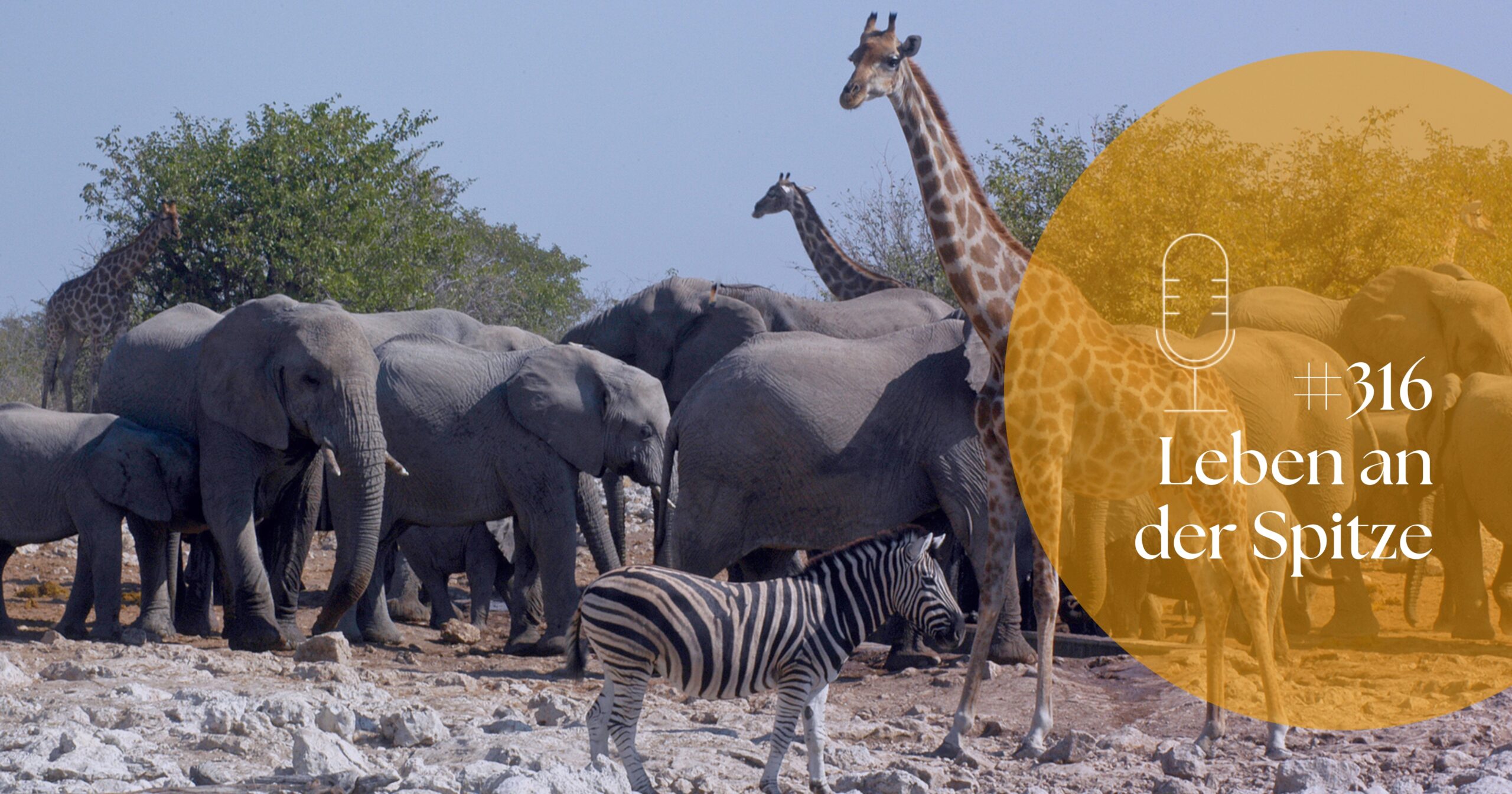 Was Sie ein Baum über Führen lehren kann